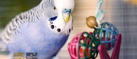 خرید انواع اسباب بازی پرندگان و بررسی تاثیر آن بر روحیه آنها