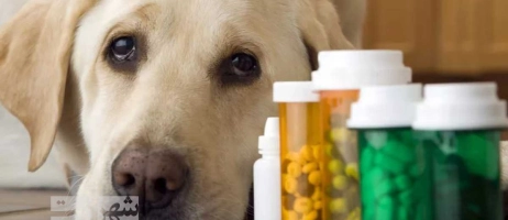 بهترین مکمل برای سگ