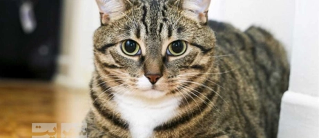 چگونه از گربه ها در خانه مراقبت کنیم؟