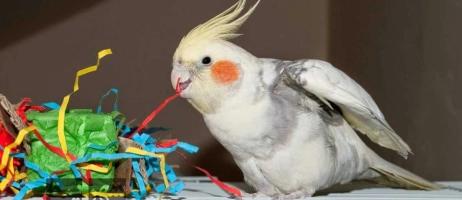 معرفی اسباب بازی های طبیعی برای پرندگان خانگی