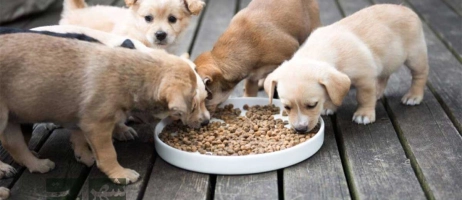 غذای توله سگ از بدو تولد تا 12 هفتگی باید چه چیزهایی باشد؟