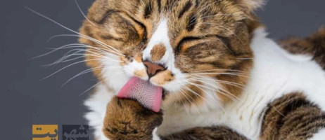 گلوله مویی یا هربال در گربه ها چیست؟