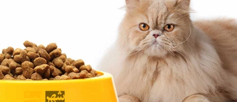 درباره غذای گربه خانگی برند رفلکس بیشتر بدانیم!