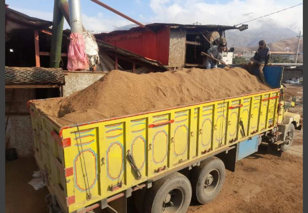 کنجاله زیتون