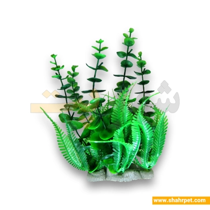 گیاه آکواریوم سرخسی قاشقی
