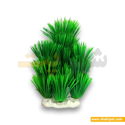 گیاه آکواریوم سوزنی