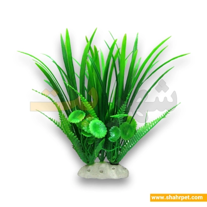 گیاه آکواریوم سوزنی سرخسی