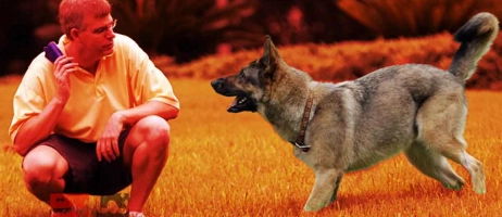 ۵ فرمان اولیه‌ای که هر سگی باید یاد بگیرد