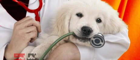 چرا معاینه دوره‌ای برای سلامت حیوان خانگی‌تان حیاتی است؟