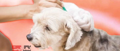 راهنمای کامل درمان انگل‌های رایج در حیوانات خانگی