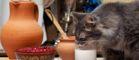 آیا سگ یا گربه شما کلسیم کافی دریافت می کند؟