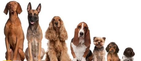 سگ ها چند سال عمر می کنند؟