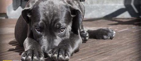 چه مواقعی سگ ها گریه می کنند؟