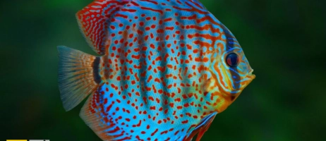 آشنایی با ماهی دیسکاس و انواع آن