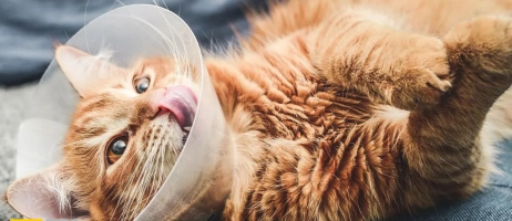 مزایا و معایب عقیم سازی گربه ماده