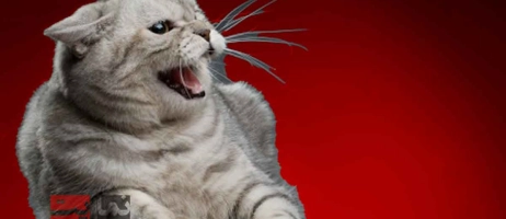 چرا گربه‌ام پرخاشگر است و چگونه آرامش را به آن بازگردانم؟