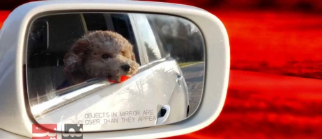 چگونه حیوان خانگی‌مان را ایمن جابه‌جا کنیم؟