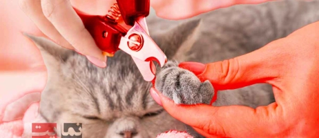 آموزش ناخن‌گیری بی‌خطر گربه در منزل