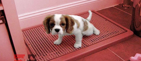 ۱۰ روش سریع آموزش دستشویی رفتن توله سگ