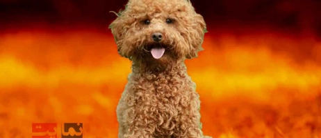 چگونه موی سگ پودل را حرفه‌ای کوتاه کنیم؟