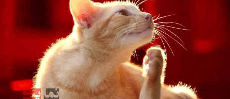 چگونه به راحتی کک و کنه حیوانات خانگی را از بین ببریم!