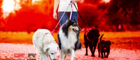 خدمات پرستاری حیوانات خانگی در منزل به چه صورت است؟