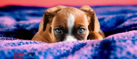 چگونه ترس سگ از صداهای بلند را درمان کنیم؟