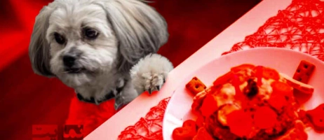 راهنمای غذایی برای نژادهای خاص سگ