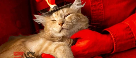 رفع اضطراب سفر در پت با روش‌های اثبات شده