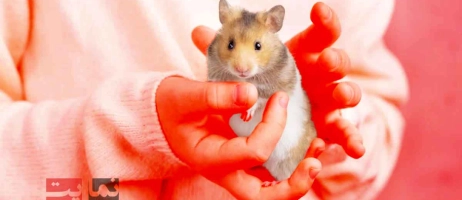 چگونه با همستر خانگی خود ارتباط برقرار کنیم و او را دستی کنیم؟