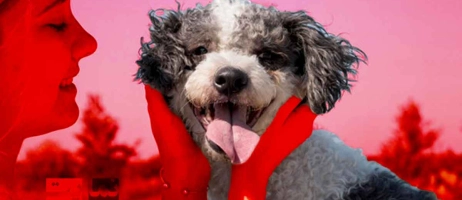 آگهی رایگان واگذاری حیوانات خانگی در مشهد | راهنمای جامع و کامل