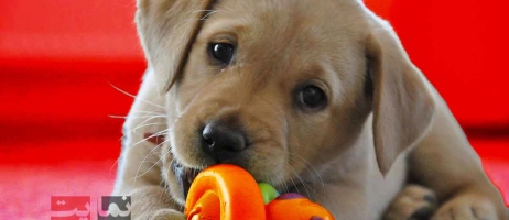 چگونه اسباب‌بازی‌های تعاملی باعث تقویت ذهن سگ می‌شوند