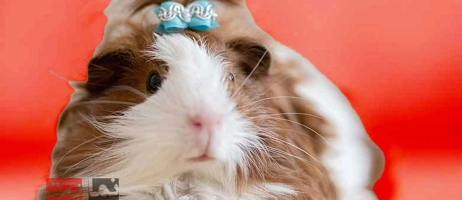 نکات طلایی برای افزایش طول عمر خوکچه هندی شما