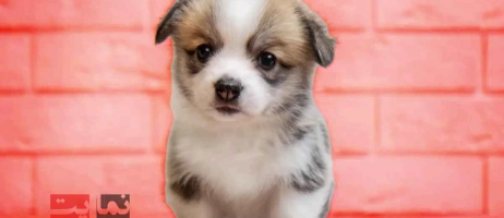 چرا آگهی رایگان برای واگذاری حیوانات خانگی در تبریز اهمیت دارد؟