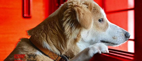 از بین بردن اضطراب جدایی در سگ‌ها: مشاوره تخصصی و کاربردی