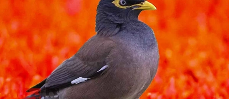 رازهای تقلید صدای مرغ مینا و افزایش مهارت‌هایش