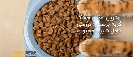 بهترین غذای خشک گربه پرشین: بررسی کامل ۵ برند محبوب