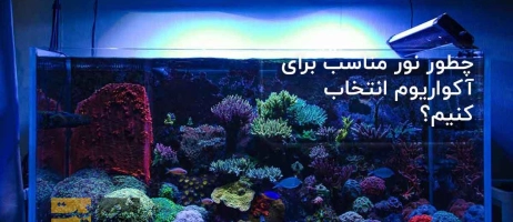 چطور نور مناسب برای آکواریوم انتخاب کنیم؟