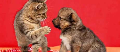 چرا مشاوره رفتاری برای سگ و گربه ضروری است؟