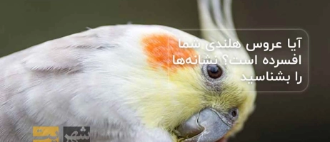 آیا عروس هلندی شما افسرده است؟ نشانه‌ها را بشناسید!