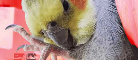 چگونه بفهمیم عروس هلندی بیمار است؟