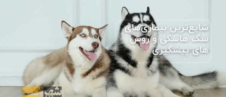 شایع‌ترین بیماری‌های سگ هاسکی و روش‌های پیشگیری