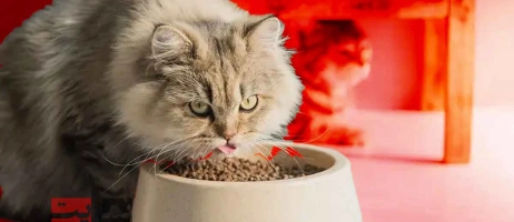 توصیه‌های دامپزشکان درباره بهترین غذای گربه پرشین