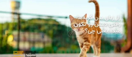 راز زبان بدن گربه‌ها؛ وقتی دمش رو تکون میده یعنی چی؟ 