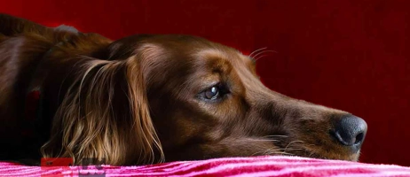 چرا بعضی آگهی‌های حیوانات خانگی بازدید نمی‌گیرند؟