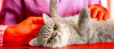 راز موفقیت در آگهی حیوانات خانگی: چه چیزی خریداران را جذب می‌کند؟