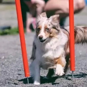 اهمیت مشاوره رفتاری در سلامت حیوانات خانگی