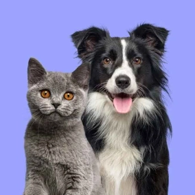 مشاوره حیوانات خانگی؛ راهنمایی تخصصی برای نگهداری بهتر