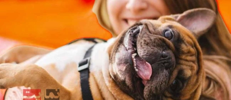 چطور با حیوان خانگی‌تان ارتباط عمیق‌تری برقرار کنید