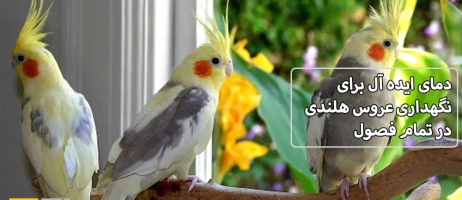 دمای ایده‌آل برای نگهداری عروس هلندی در تمام فصول